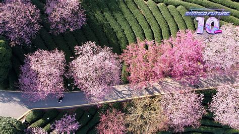 Blossoms: A Horticultural Journey Through the Heart of China -  Where Ancient Wisdom Meets Contemporary Blooms